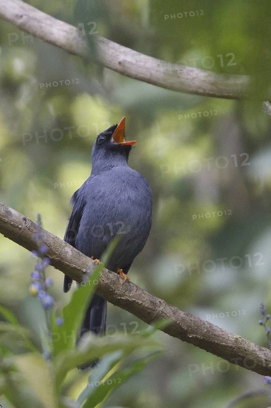 Black-faced Solitaire (Myadestes melanops) singing, Costa Rica