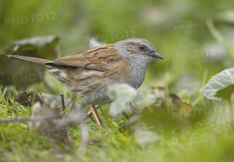 Dunnock (Prunella modularis), Mecklenburg-Western Pomerania, Germany