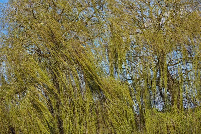 Detailed view of Trauer willows in natural spring green, Triesdorf, Weidenbach, Franconian Lake District, Ansbach District, Middle Franconia, Bavaria, Germany