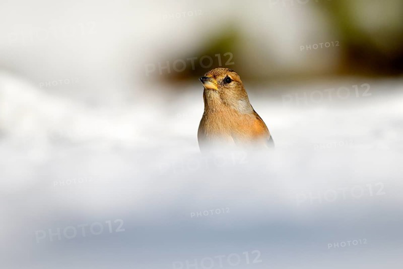 Brambling (Fringilla montifringilla), female, in the snow, winter feeding, Oberhausen, Ruhr area, North Rhine-Westphalia, Germany