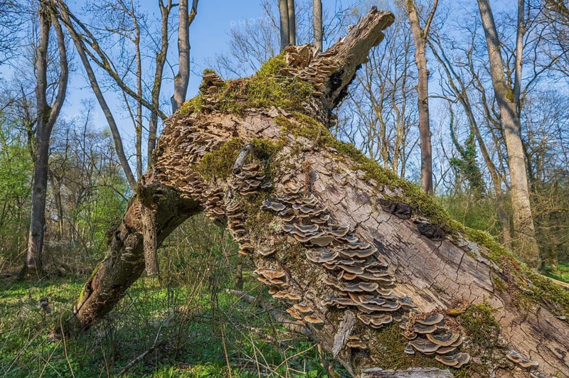 Tree trunks lie on the ground in the forest. Mushrooms and moss grow on wood. Trees are under a clear sky. Bas Rhin, Alsace, France