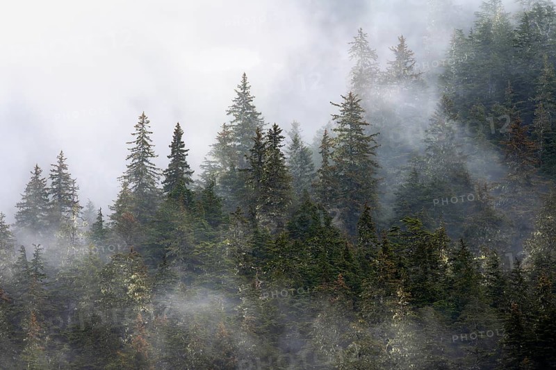 Dense forest on mountain slopes, mystical fog sweeping through the forest, Kenai Fjords National Park, Kenai Peninsula, Alaska, USA