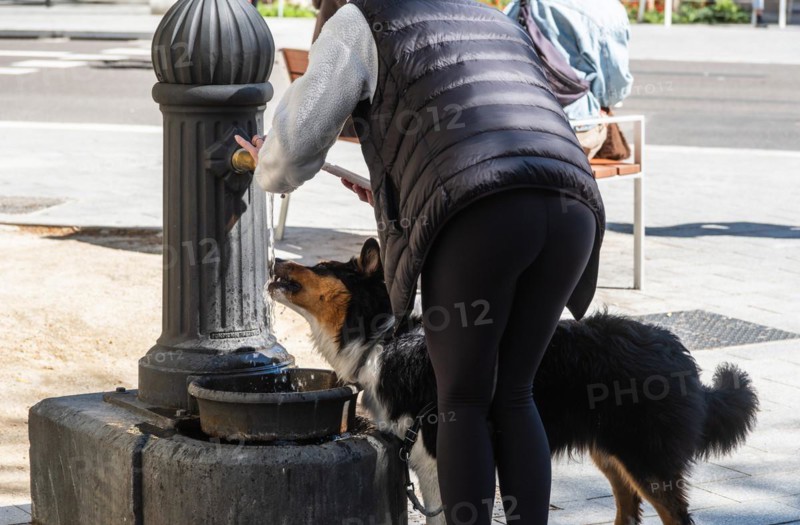 A dog drinks water from a fountain in Barcelona, Spain