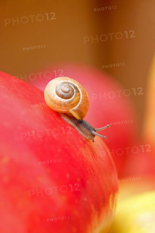 Snail on apple, apple (Malus domestica 'Santana'), An den Dorfwiesen 9, Laußnitz, Saxony, Germany