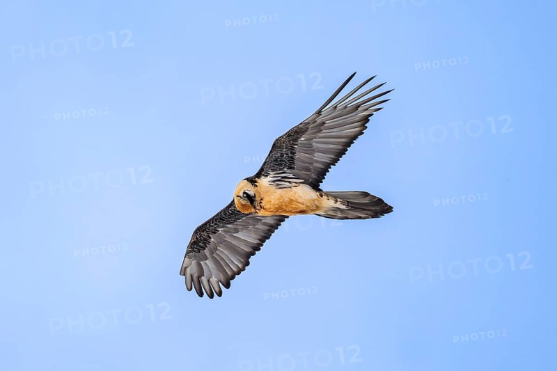 Bearded Vulture (Gypaetus barbatus), adult bird, in flight, Valais, Switzerland