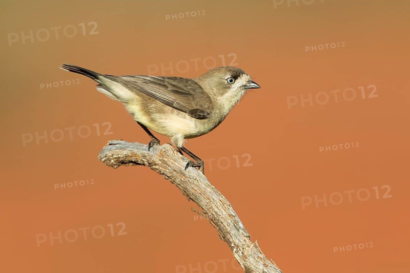 Southern Whiteface (Aphelocephala leucopsis), New South Wales, Australia