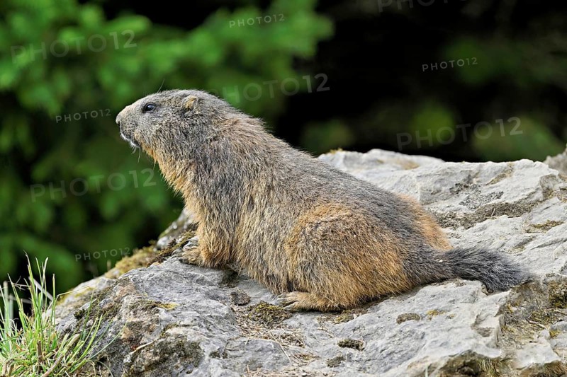 Alpine marmot (Marmota marmota), sitting on rocks, Switzerland