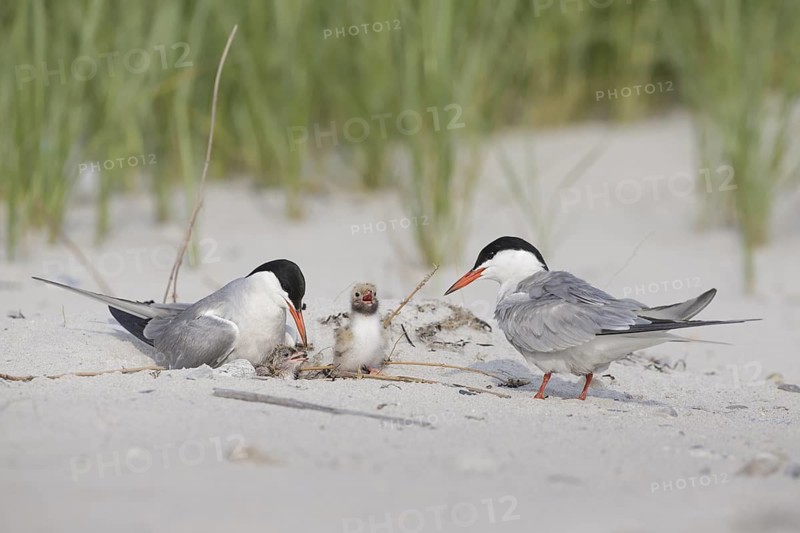 Common Tern (Sterna hirundo) pair with chicks on beach, Massachusetts, USA