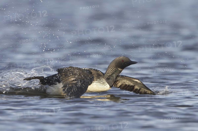 Pacific Loon (Gavia pacifica) mating, Manitoba, Canada