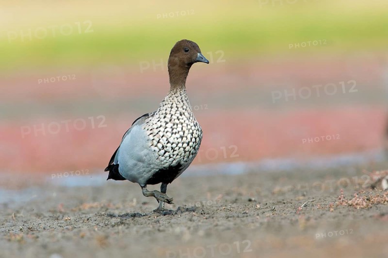 Maned Duck (Chenonetta jubata) male, Victoria, Australia