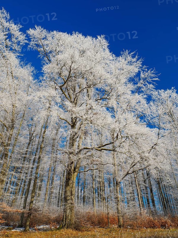 Beech woodland (Fagus sylvatica), covered in hoarfrost against a deep blue sky in winter, beside Breuna, North Hesse, Germany