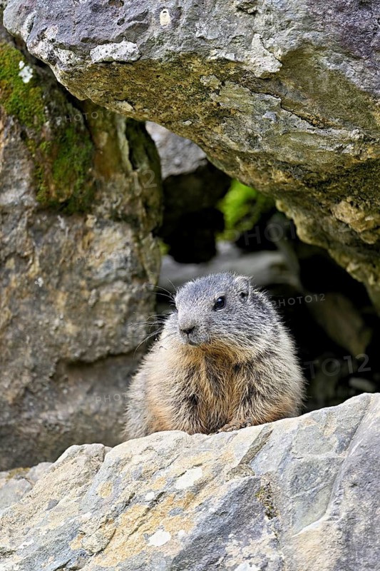 Alpine marmot (Marmota marmota), sitting on rocks, Switzerland