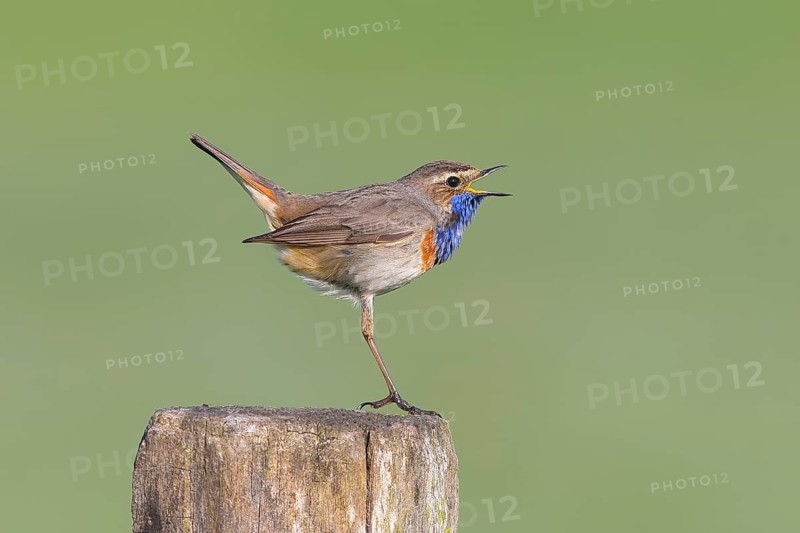 White-starred bluethroat (Luscinia svecica cyanecula), male, mating on wooden fence post, songbird, wildlife, nature photography, Ochsenmoor, Naturpark Dümmer See, Hüde, Lower Saxony, Germany