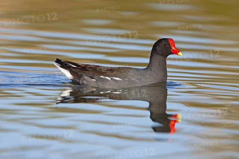 Common Moorhen Gallinula chloropus Kerney, Arizona, United States March Adult Rallidae