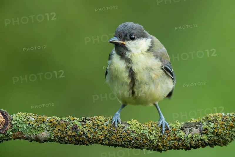 Great Tit (Parus major) juvenile, Lower Saxony, Germany