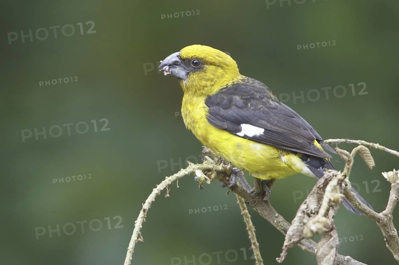 Black-thighed Grosbeak (Pheucticus tibialis), Costa Rica