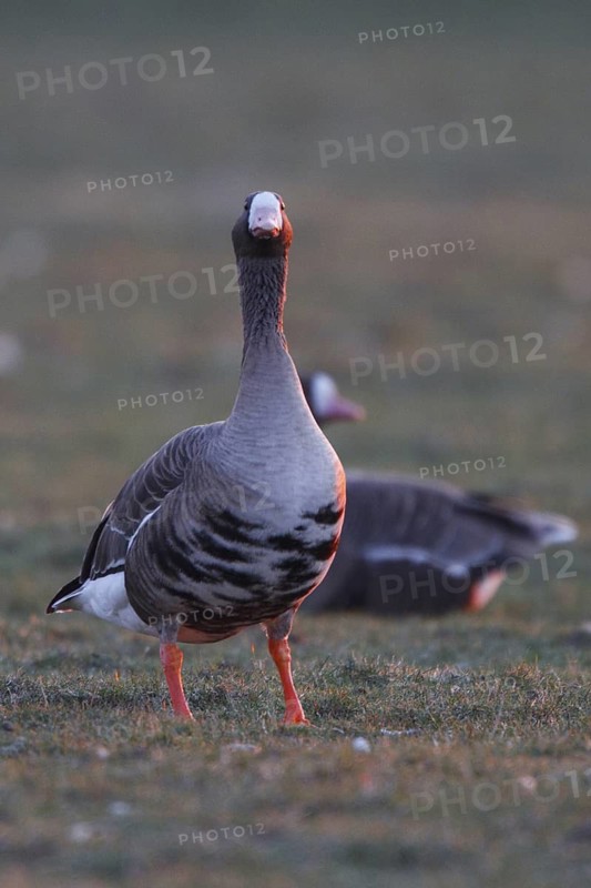 Greater White-fronted Goose (Anser albifrons), North Rhine-Westphalia, Germany