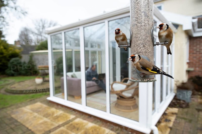 European goldfinch (Carduelis carduelis) adult birds on a garden bird seed feeder with a person sitting in a house conservatory in the background, Suffolk, England, United Kingdom