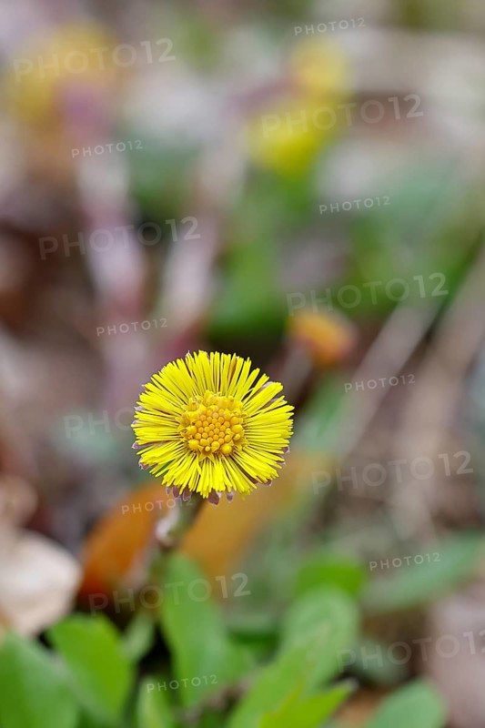 Coltsfoot (Tussilago farfara), close-up of a flower, medicinal plant, early bloomer, spring, Wilnsdorf, North Rhine-Westphalia, Germany