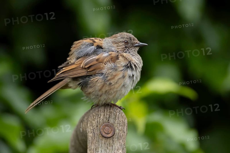 Dunnock or Hedge sparrow (Prunella modularis) adult bird on a garden fork handle, Suffolk, England, United Kingdom