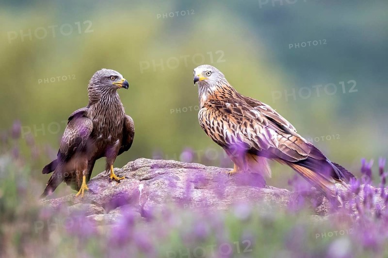 Black Kite & Red Kite (Milvus migrans & Milvus milvus), Madrid, Spain