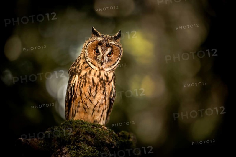 Long-eared Owl (Asio otus) captive, Germany