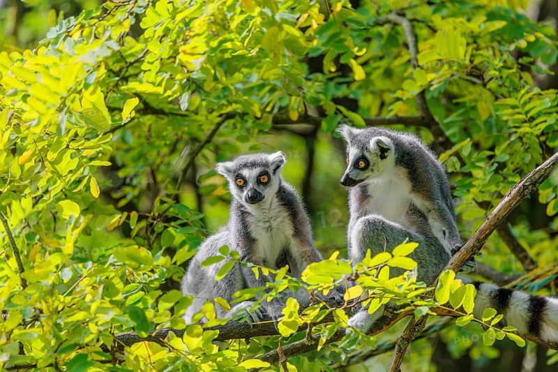 Two ring-tailed lemurs (Lemur catta) sit high up in a tree on a branch between fresh green leaves and play with each other or preen themselves or look around
