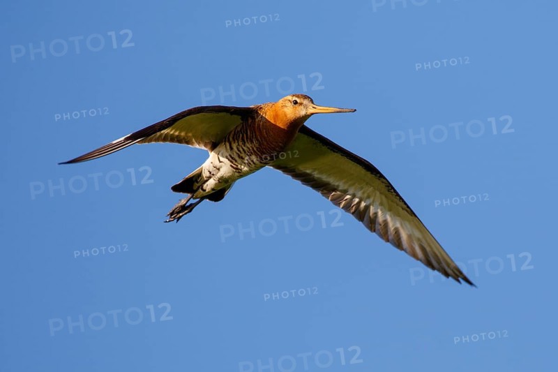 Black-tailed Godwit (Limosa limosa) flying, Netherlands