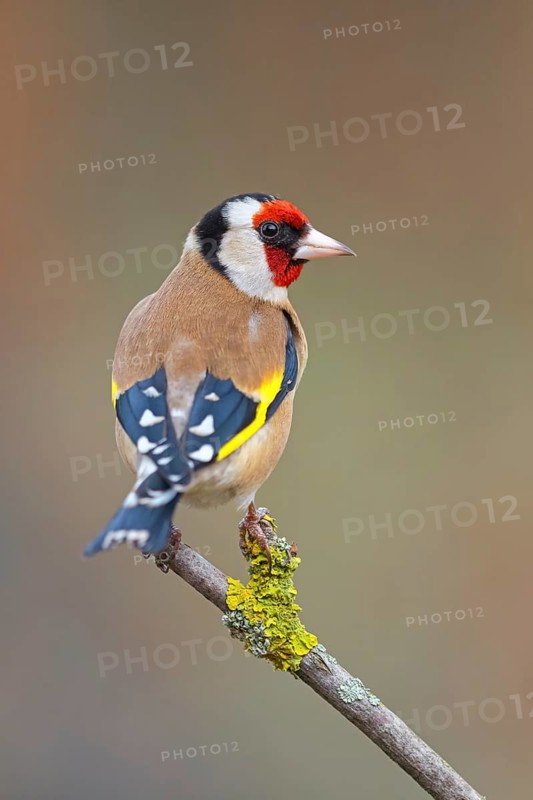 Goldfinch, goldfinch, (Carduelis carduelis), biotope, habitat, foraging, perch, Worms, Rhineland-Palatinate, Germany