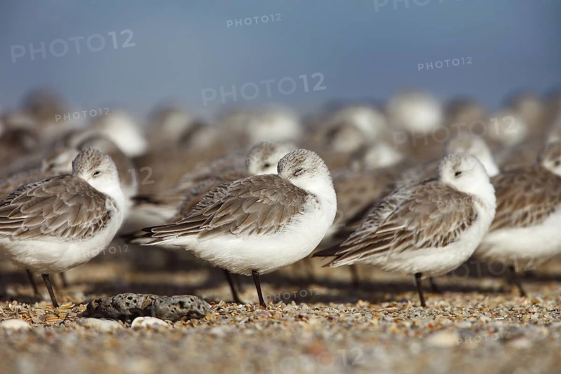 Sanderling (Calidris alba), Florida, USA