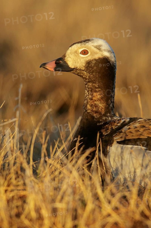 Long-tailed Duck (Clangula hyemalis) feeding on a small pond on the tundra in Northern Alaska