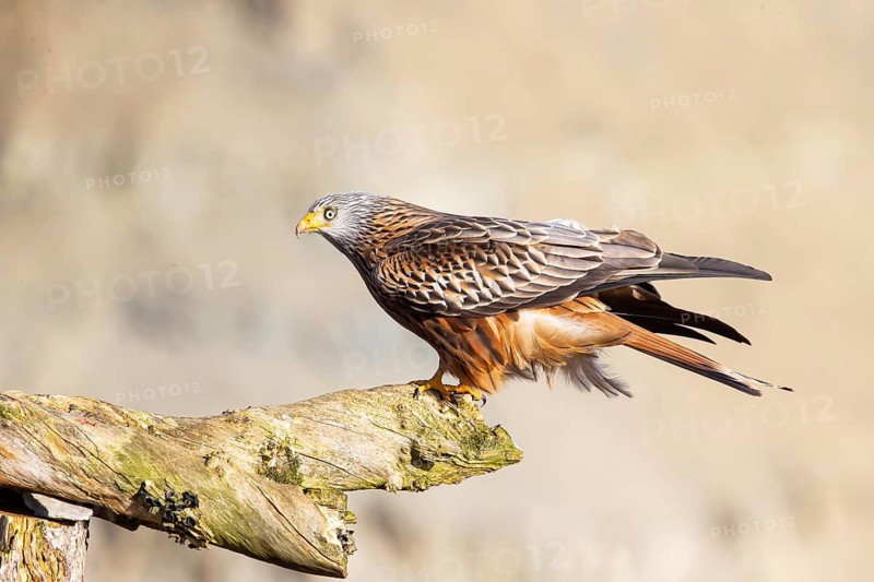 Red Kite (Milvus milvus) Germany