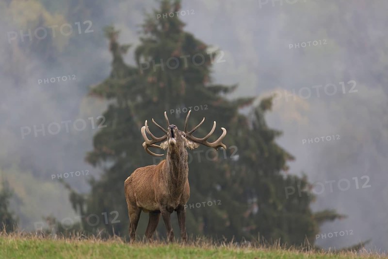 Red Deer buck standing on a meadow in autumn. Fog and trees in the background. Rutting season, rutting call