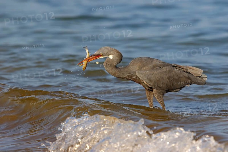 Heron, (Egretta gularis), heron, animals, birds, biotope, habitat, foraging Salalah, Raysut, Dhofar, Oman