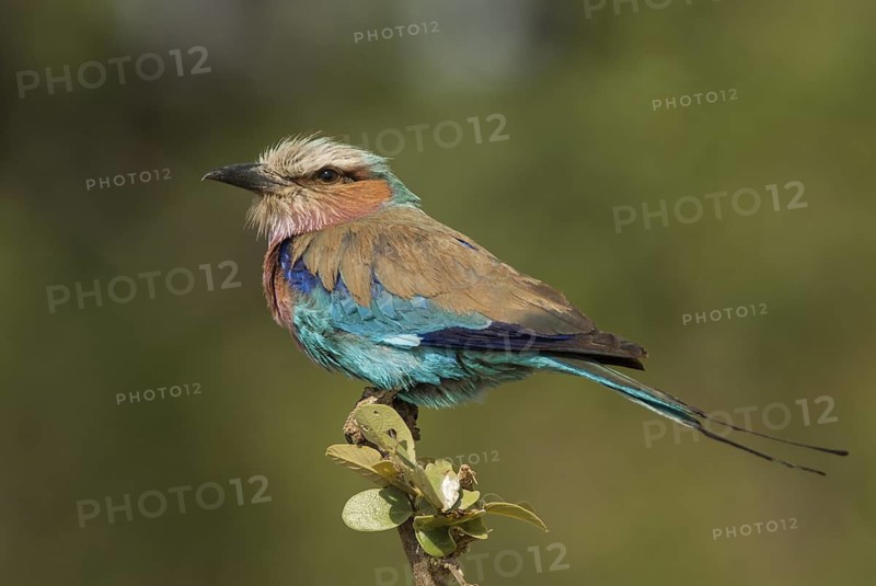 Lilac-breasted Roller (Coracias caudatus), Moremi, Botswana