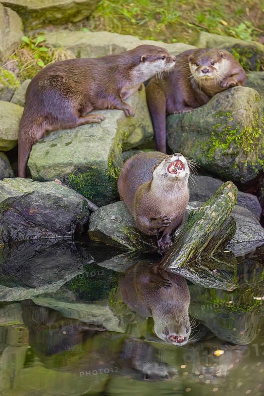Three oriental small-clawed otter or Asian small-clawed otter (Aonyx cinerea) are standing on a rocky shore, one of them is eating a fish The otters are reflected in the smooth water