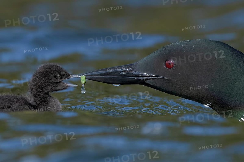 Great Northern Loon (Gavia immer) feeding chick, British Columbia, Canada