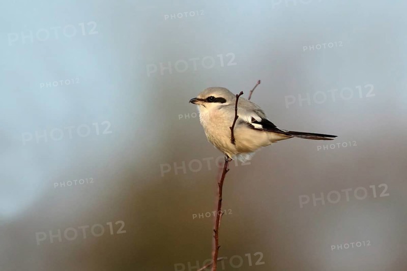 Great Grey Shrike (Lanius excubitor) male, Utrecht, Netherlands
