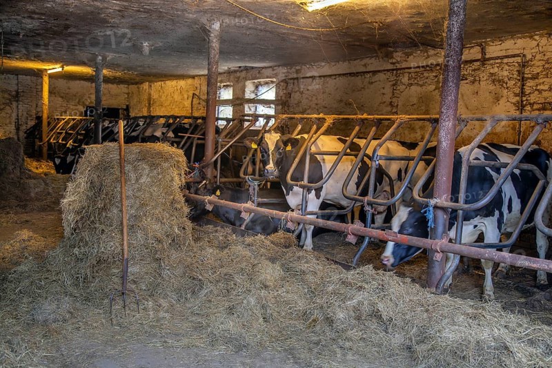 Feeding in the historic cowshed