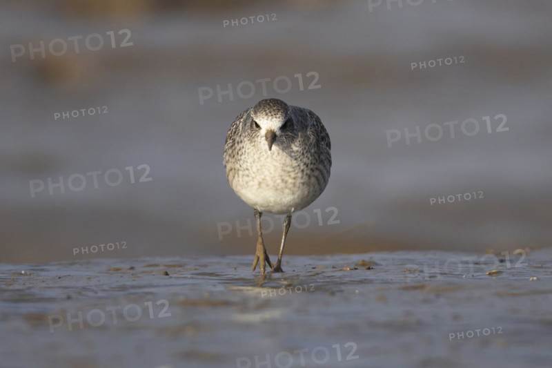 Grey plover (Pluvialis squatarola) adult bird in winter plumage walking on a mudflat, England, United Kingdom