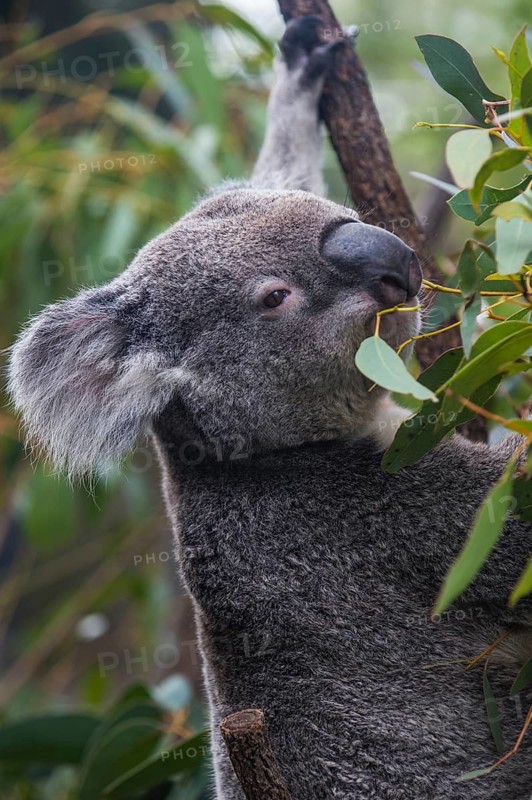 Koala (Phascolarctos cinereus), Lone Pine sanctuary, Brisbane, Queensland, Australia
