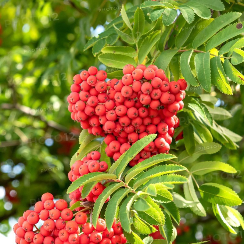 Noble european rowan (Sorbus aucuparia var. edulis), Cambridge Botanical Garden, Germany