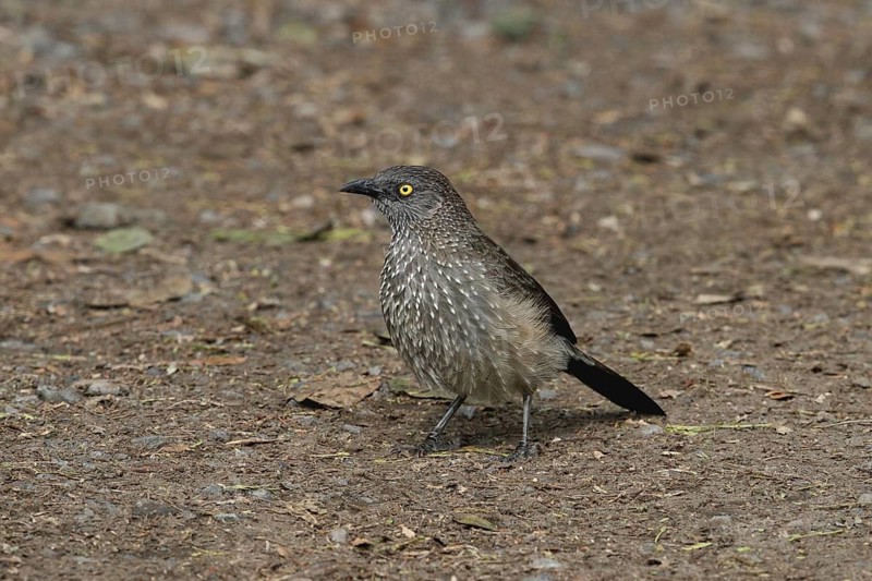 Arrow-marked Babbler (Turdoides jardineii), Lake Baringo, Kenya