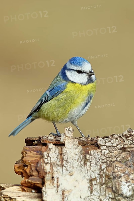Blue tit (Parus caeruleus), sitting on dead wood, Wilnsdorf, North Rhine-Westphalia, Germany