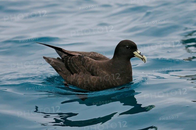 Westland Petrel (Procellaria westlandica), South Island, New Zealand