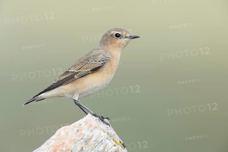 Northern Wheatear (Oenanthe oenanthe) female, Dovrefjell, Norway