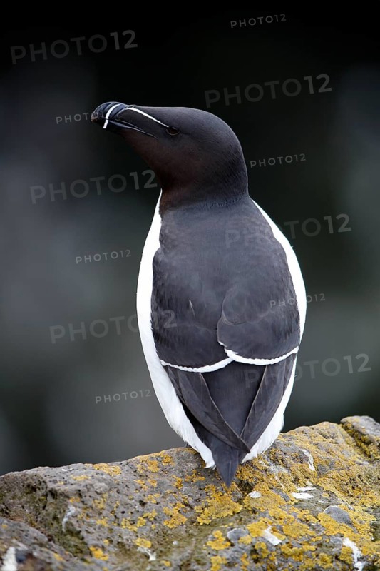 One Razorbill (Alca torda) standing on a coastal cliff in Latrabjarg, Iceland