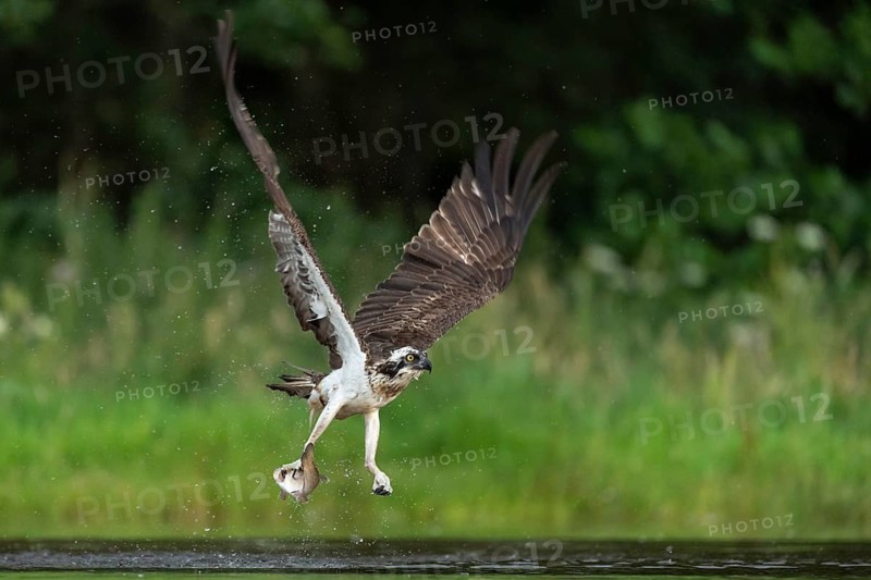 Western osprey (Pandion haliaetus) hunting, Aviemore, Scotland, Great Britain