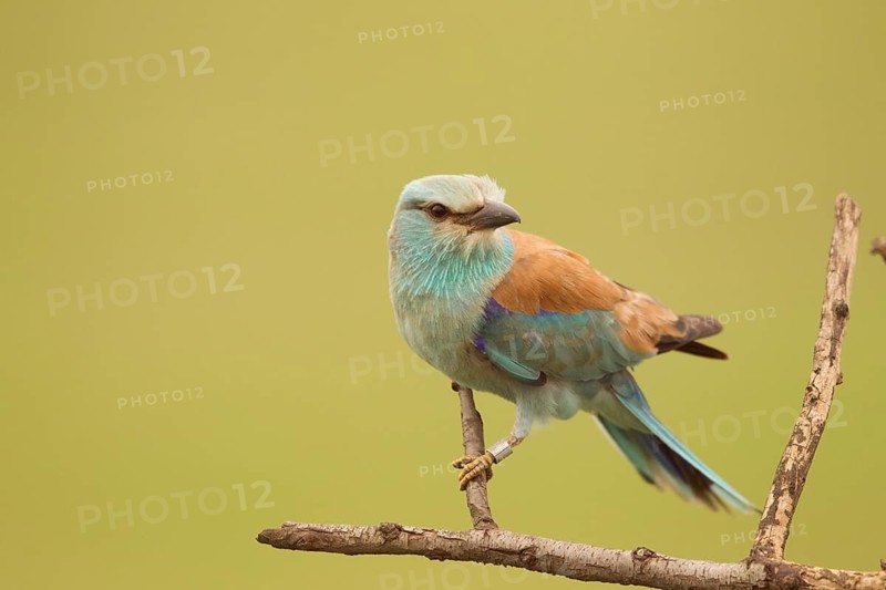 European Roller (Coracias garrulus) female perched on a branch, Serbia