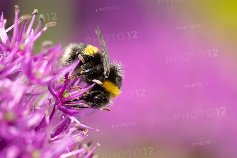 Buff tailed bumblebee (Bombus terrestris) adult bee feeding on a purple Allium flower in an urban garden in summer, England, United Kingdom